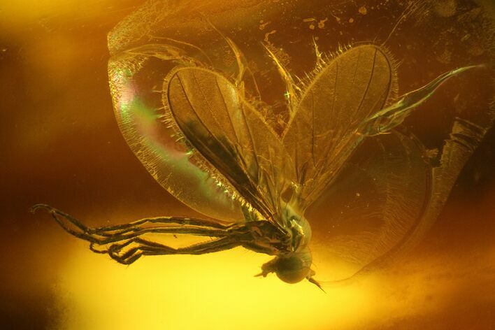 Two Fossil Flies (Diptera) In Baltic Amber #159779